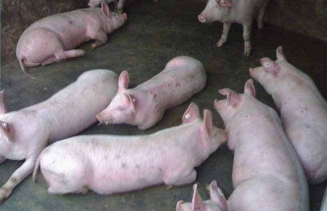 一系列扶持生猪政策出台 生猪产能年底有望趋稳